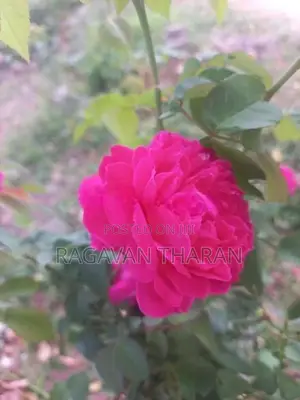 Rose Plant