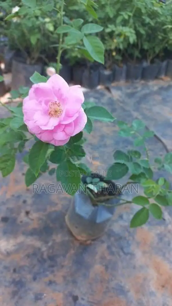 Rose Plant