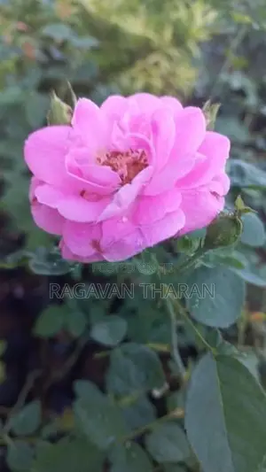 Rose Plant