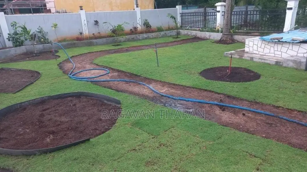 Australian Grass