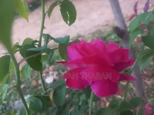 Rose Plant