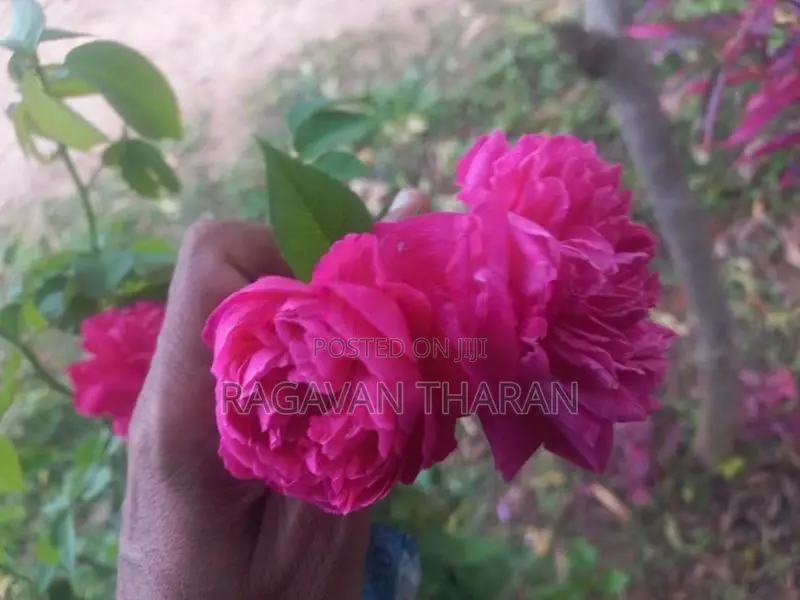 Rose Plant