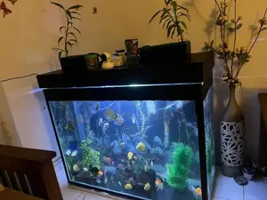 Fish Tank 12MM With Filters