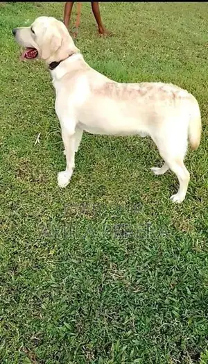 Labrador CKC Dog