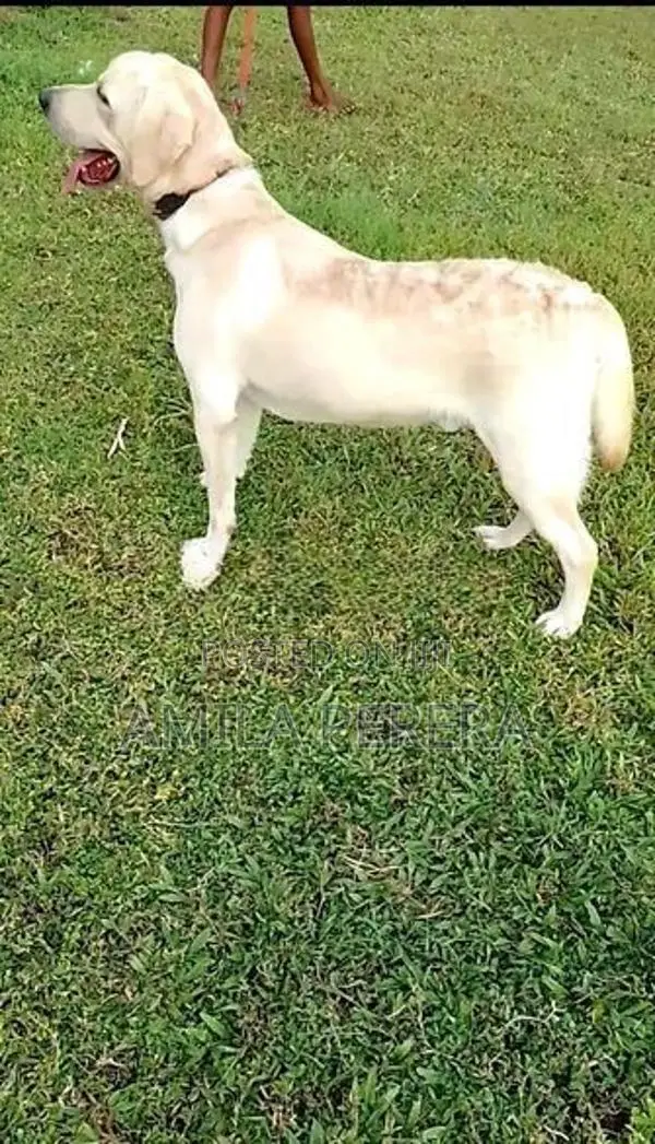 Labrador CKC Dog