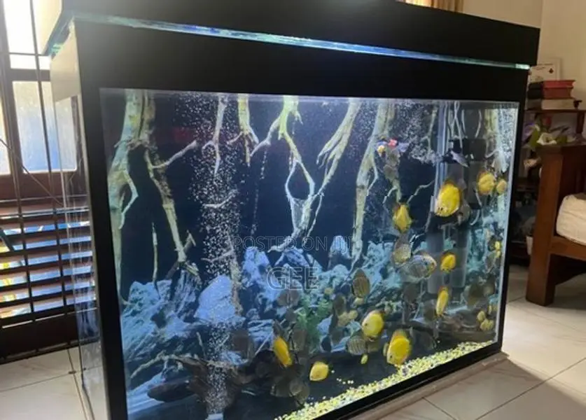 Fish Tank 12MM With Filters