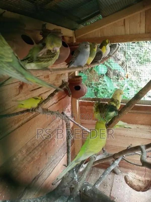 Love Bird