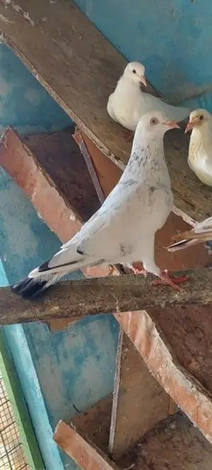 Pigeon