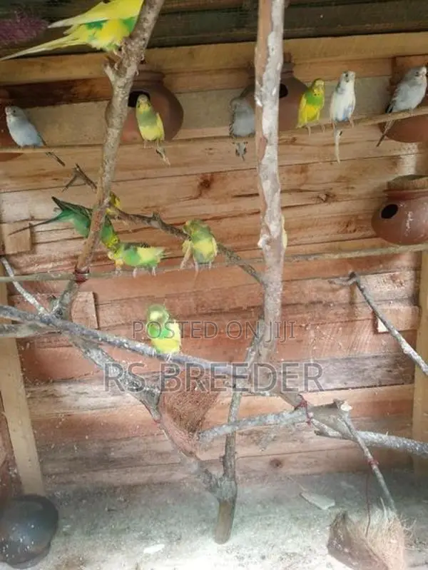 Love Bird