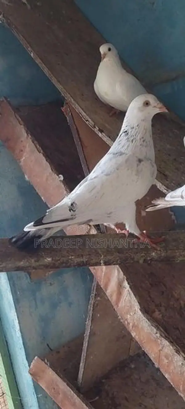 Pigeon