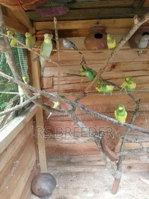 Love Bird