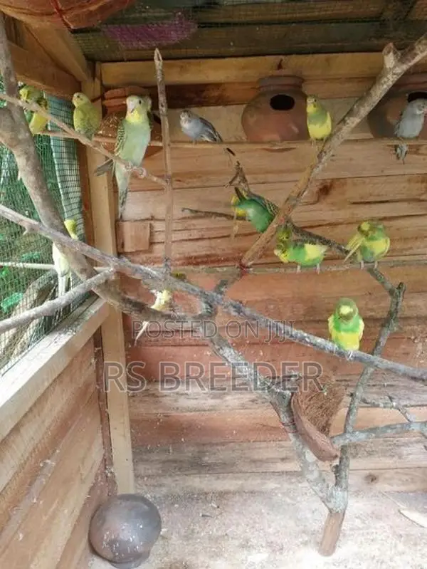 Love Bird
