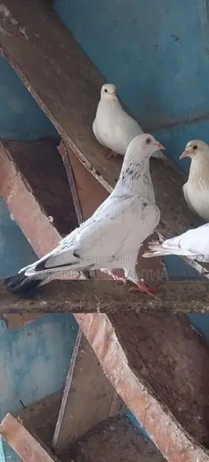 Pigeon