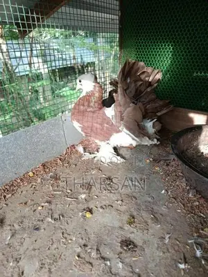 Fantail Pigeons