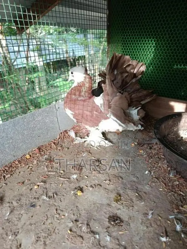 Fantail Pigeons