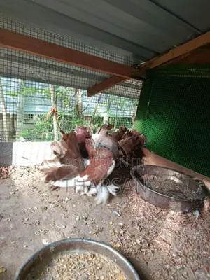 Fantail Pigeons