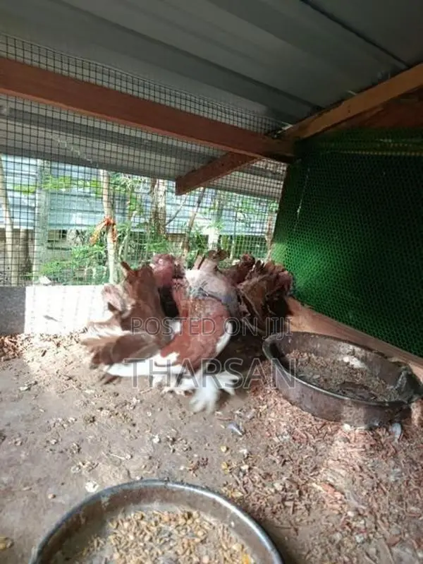 Fantail Pigeons