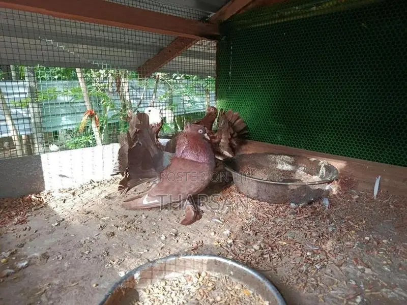 Fantail Pigeons