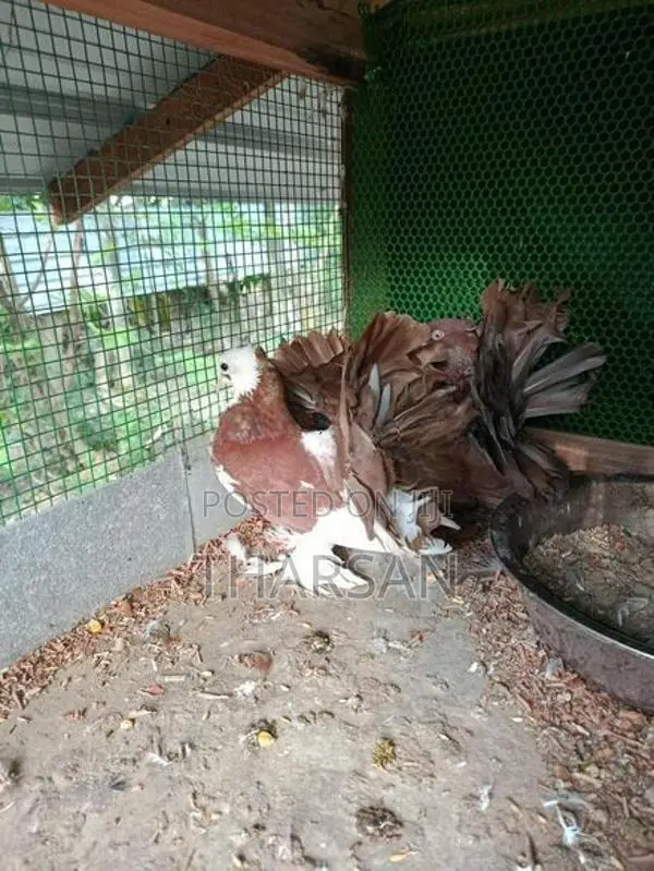 Fantail Pigeons