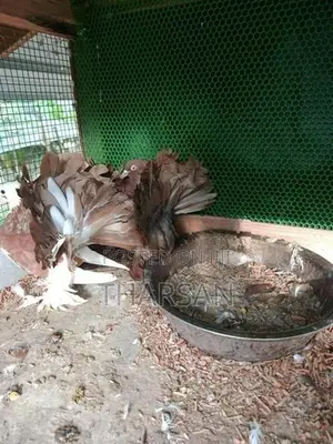 Fantail Pigeons