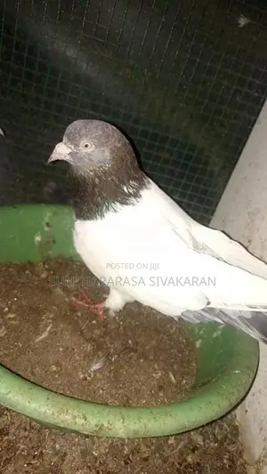 Taming Pigeon