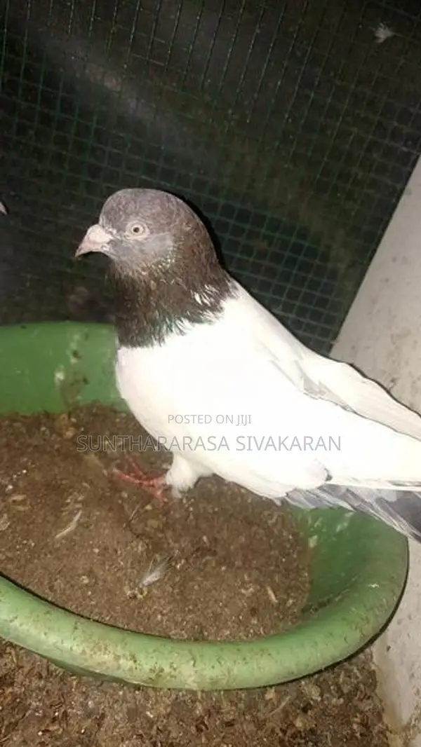 Taming Pigeon
