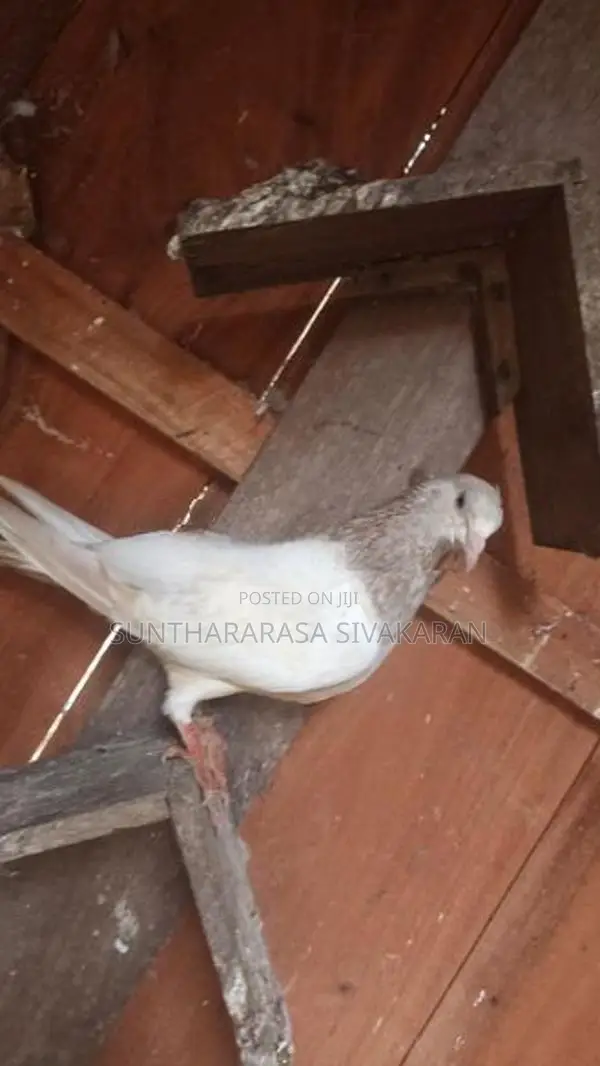 Taming Pigeon