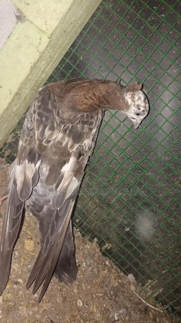 Taming Pigeon