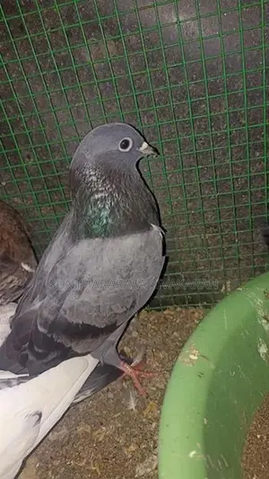 Taming Pigeon