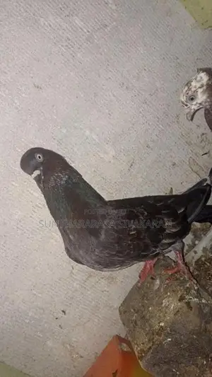 Taming Pigeon