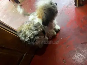 Shih Tzu Male Female Dogs