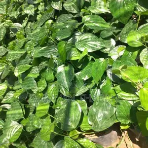 வெற்றிலை