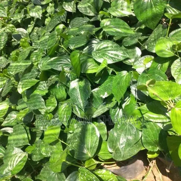வெற்றிலை