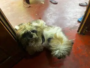 Shih Tzu Male Female Dogs