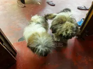 Shih Tzu Male Female Dogs