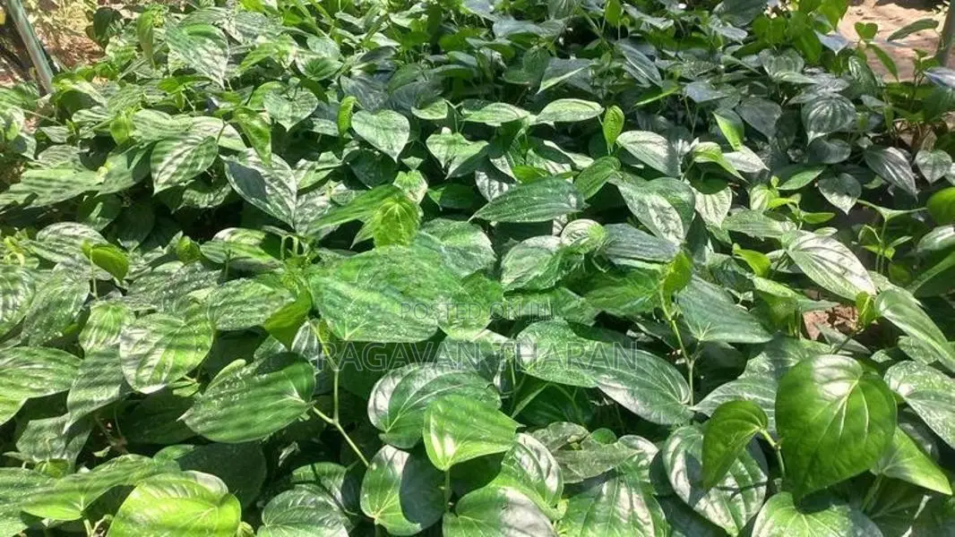 வெற்றிலை