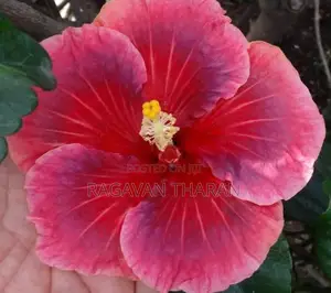 Hibiscus Flower