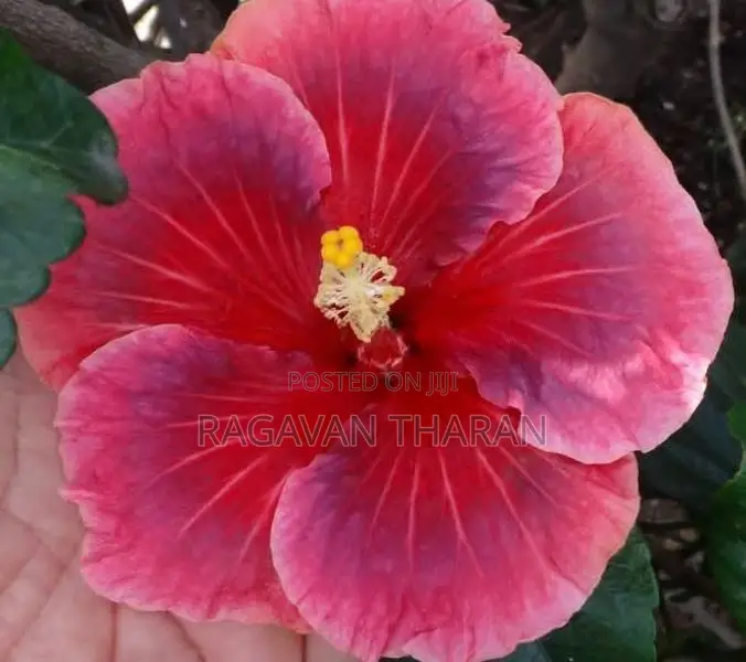 Hibiscus Flower