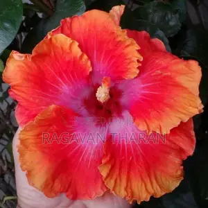 Hibiscus Flower