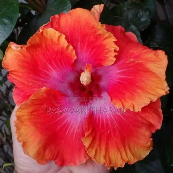 Hibiscus Flower