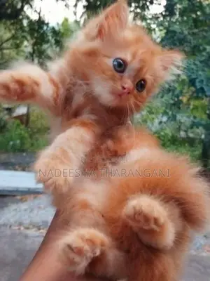 Persian Cat