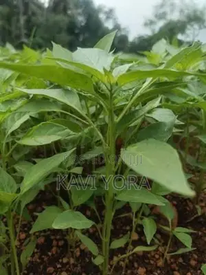 மிளகாய் நாற்று