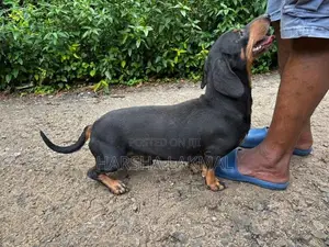 Dachshund Puppies