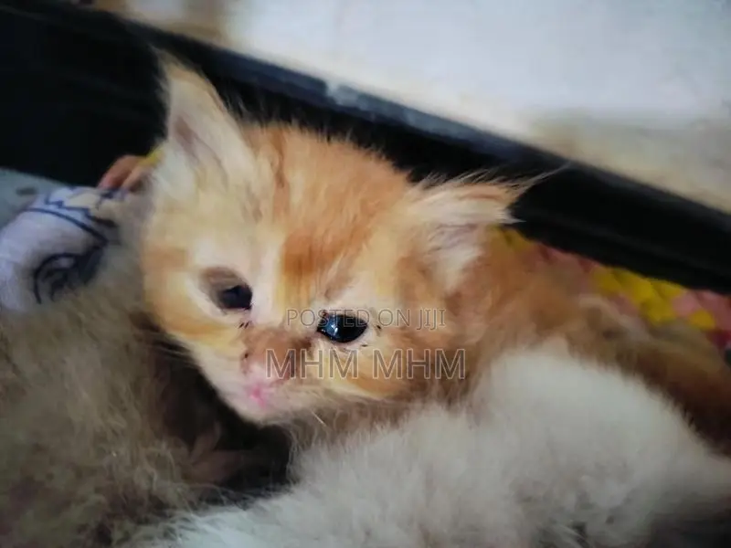 Persian Kittens