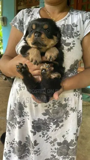 Rottweiler Puppies
