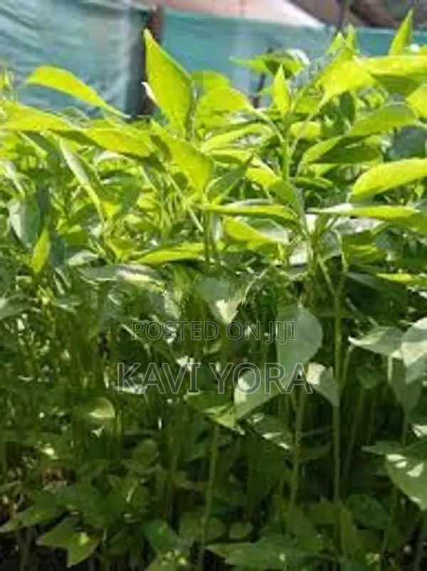 மிளகாய் நாற்று