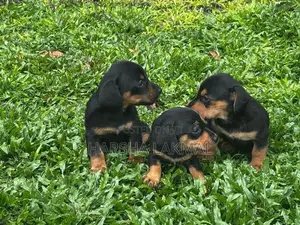 Dachshund Puppies