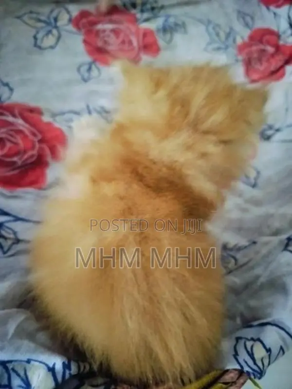 Persian Kittens