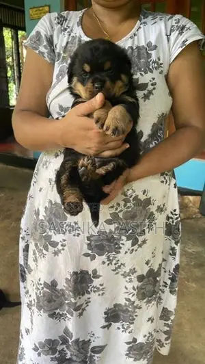 Rottweiler Puppies