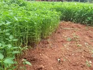 மிளகாய் நாற்று